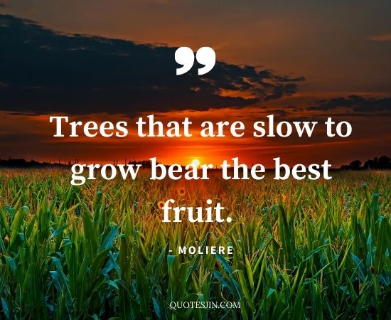 Patience Quotes